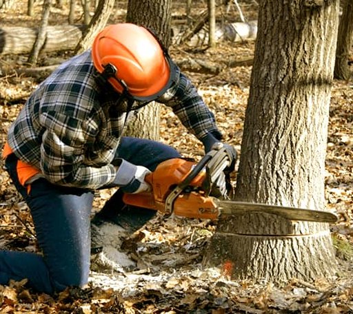 Tree Removal in Milan, MN